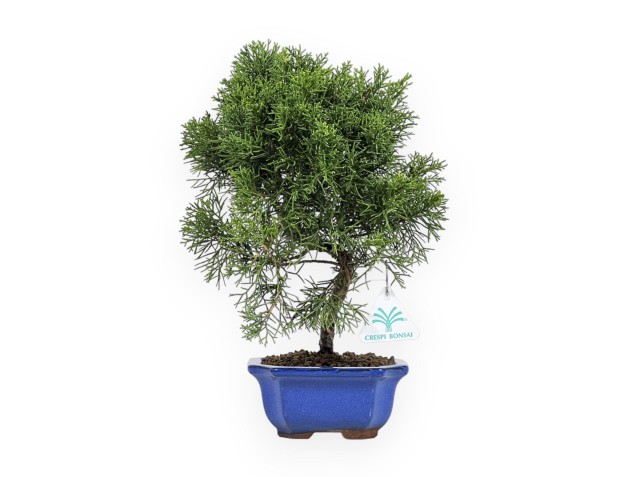 Juniperus Chinensis - Wacholder - 33 cm