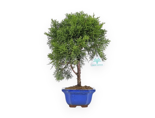 Juniperus Chinensis - Enebro - 33 cm 2