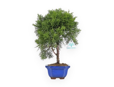 Juniperus Chinensis - Enebro - 33 cm