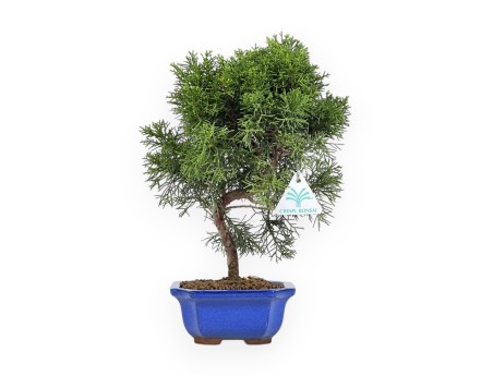 Juniperus Chinensis - Genévrier de Chine - 33 cm