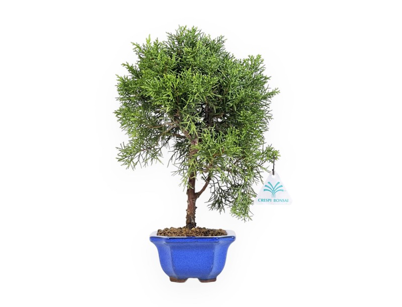 Juniperus Chinensis - Enebro - 33 cm
