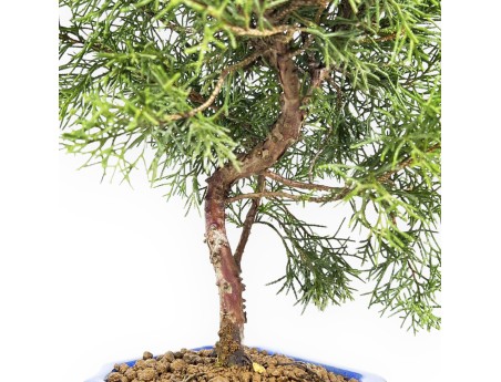 Juniperus Chinensis - Genévrier de Chine - 33 cm