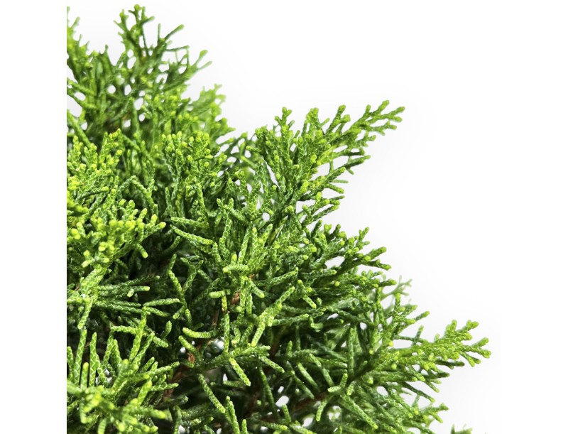 Juniperus Chinensis - Genévrier de Chine - 33 cm