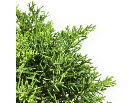Juniperus Chinensis - Juniper - 33 cm