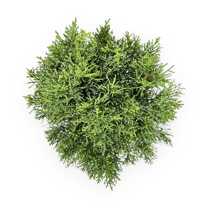 Juniperus Chinensis - Jeneverbes - 33 cm