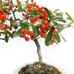 Pyracantha sp. RED - 25 cm