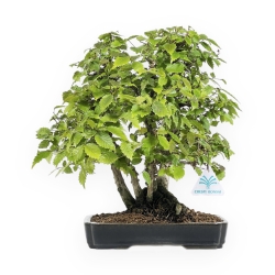 Zelkova serrata - Elm - 34 cm
