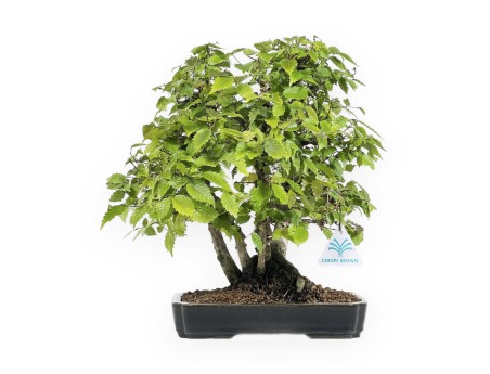 Zelkova serrata - Olmo - 34 cm