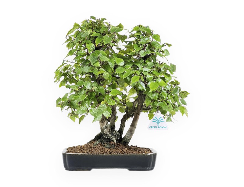 Zelkova serrata - Orme - 34 cm