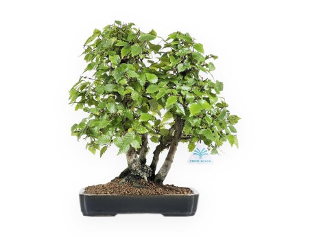 Zelkova serrata - Olmo - 34 cm