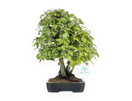 Zelkova serrata - Olmo - 34 cm