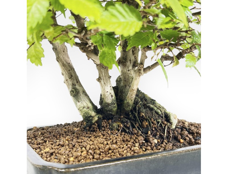 Zelkova serrata - Orme - 34 cm