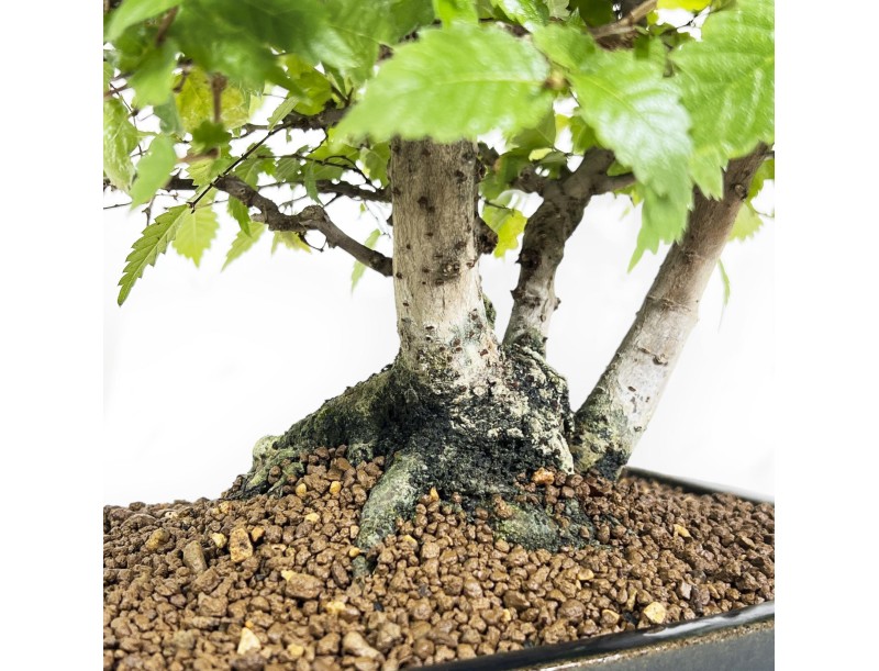 Zelkova serrata - Orme - 34 cm