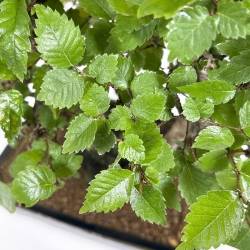 Zelkova serrata - Elm - 34 cm