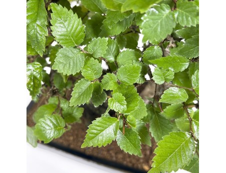 Zelkova serrata - Olmo - 34 cm