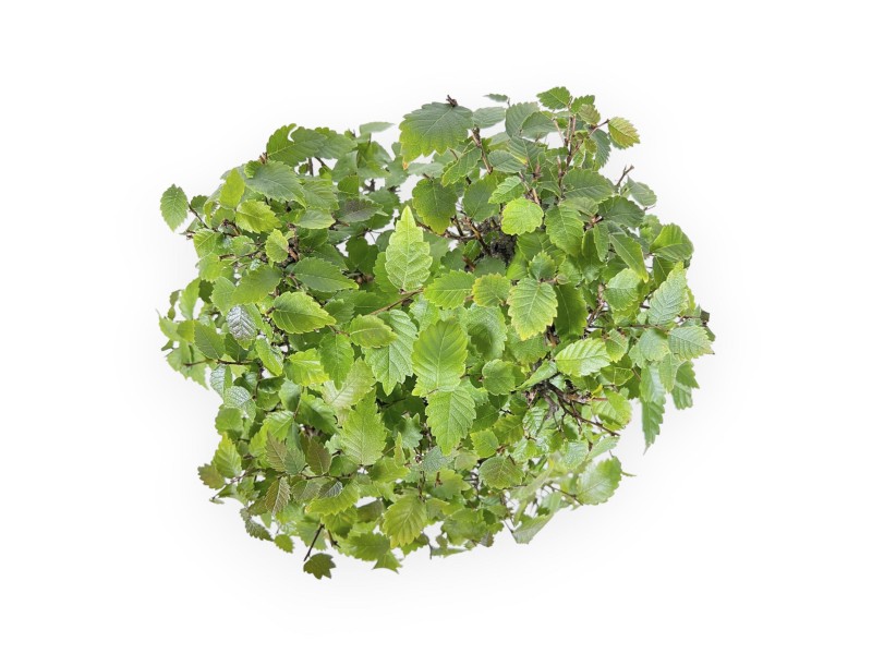 Zelkova serrata - Orme - 34 cm