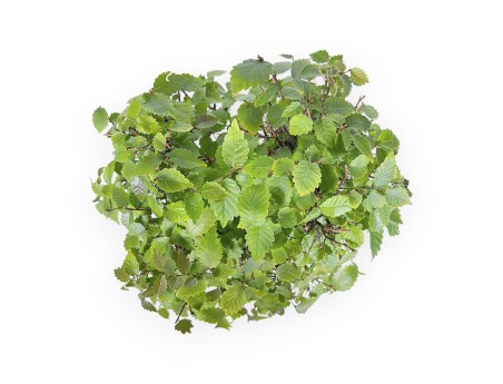 Zelkova serrata - Orme - 34 cm