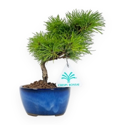Pinus Pentaphylla da seme - Pino - 20 cm