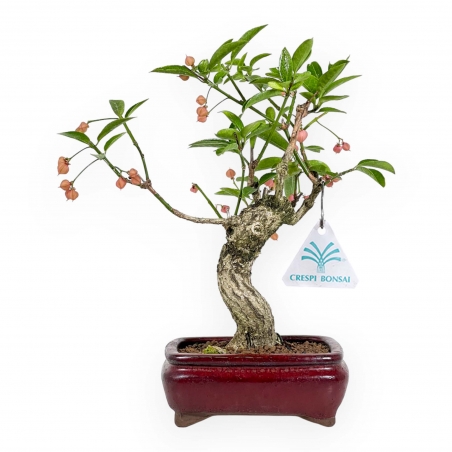 Euonymus Sieboldianus - Spindelstruik - 25 cm