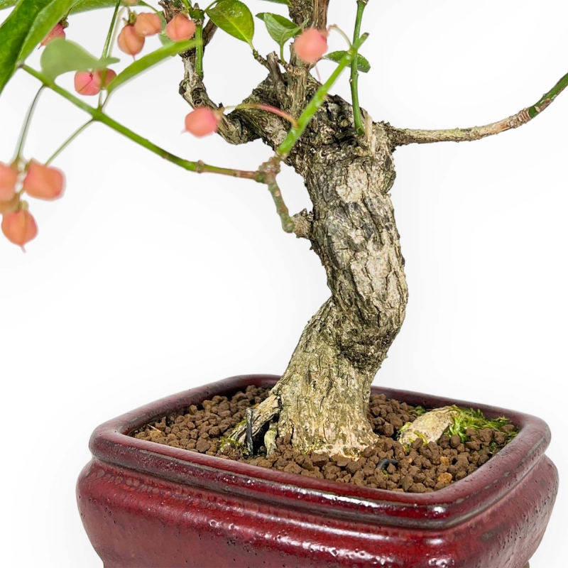 Euonymus Sieboldianus - Fusain - 25 cm