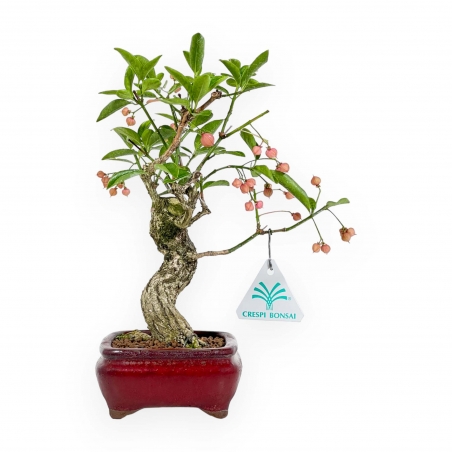 Euonymus Sieboldianus - Spindelstruik - 25 cm