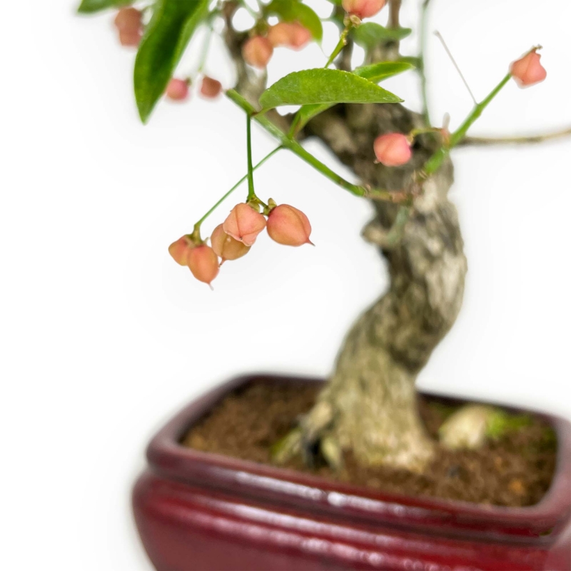 Euonymus Sieboldianus – Spindelsträucher – 25 cm