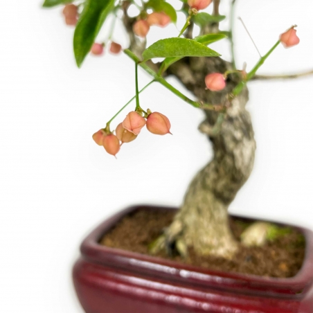 Euonymus Sieboldianus – Spindelsträucher – 25 cm