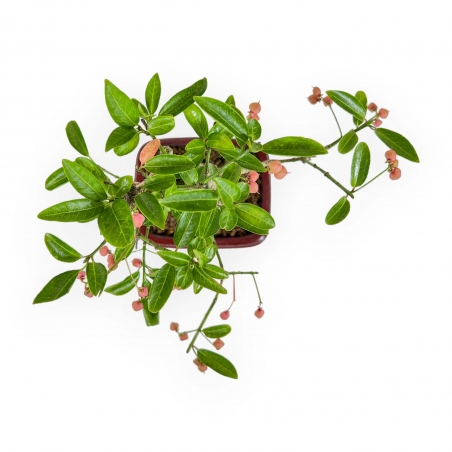 Euonymus Sieboldianus – Spindelsträucher – 25 cm