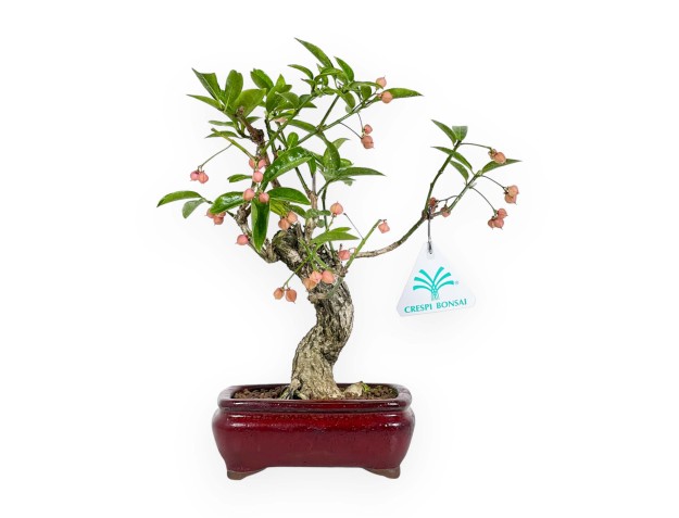 Euonymus Sieboldianus – Spindelsträucher – 25 cm