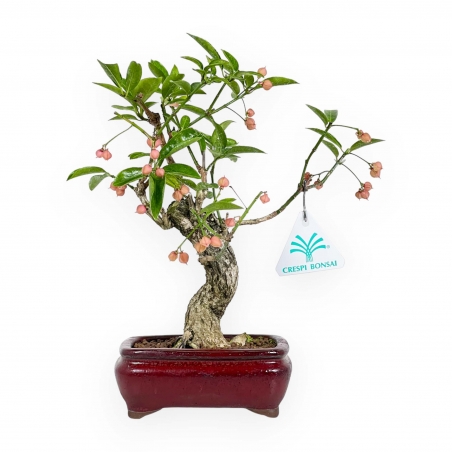 Euonymus Sieboldianus - Fusain - 25 cm