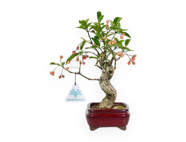 Euonymus Sieboldianus – Spindelsträucher – 25 cm 2