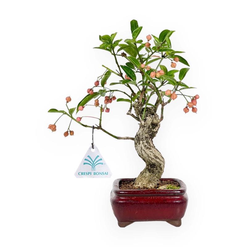 Euonymus Sieboldianus - Fusain - 25 cm