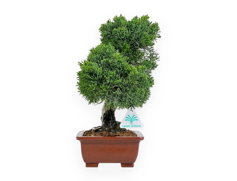 Juniperus Chinensis - Ginepro - 34 cm