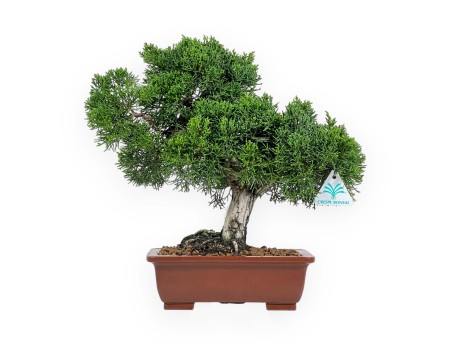 Juniperus Chinensis - Genévrier de Chine - 34 cm