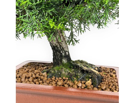 Juniperus Chinensis - Juniper - 34 cm