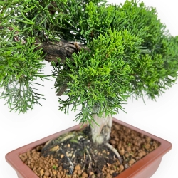 Juniperus Chinensis - Genévrier de Chine - 34 cm