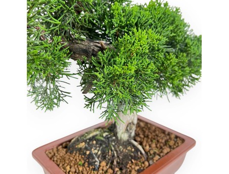 Juniperus Chinensis - Enebro - 34 cm