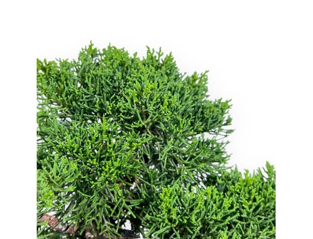 Juniperus Chinensis - Ginepro - 34 cm