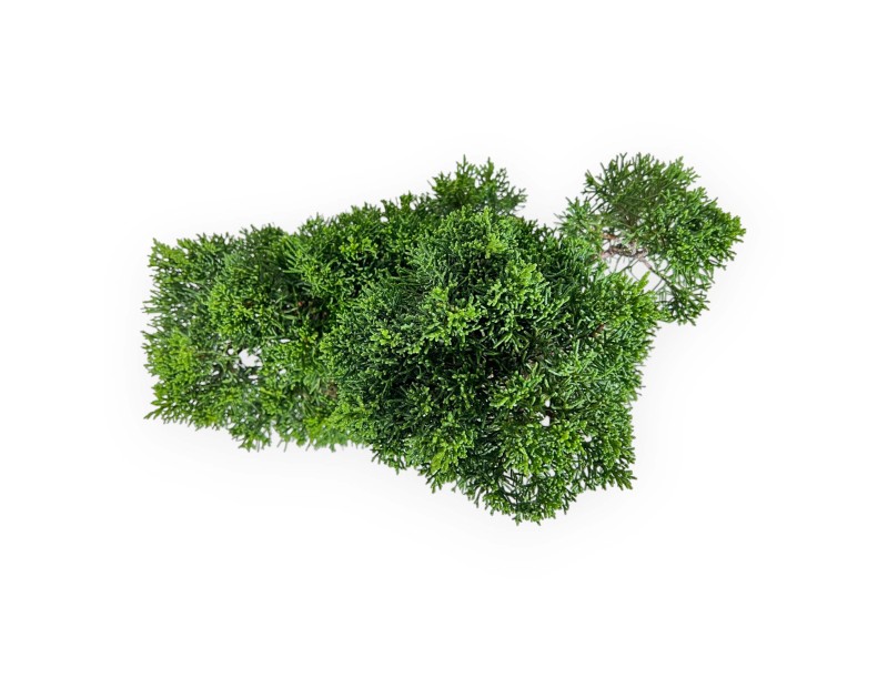Juniperus Chinensis - Jeneverbes - 34 cm