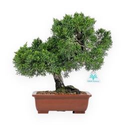 Juniperus Chinensis - Genévrier de Chine - 34 cm