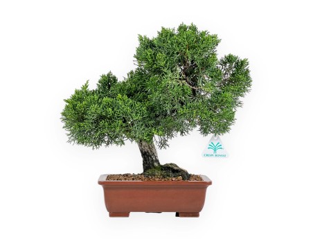 Juniperus Chinensis - Wacholder - 34 cm
