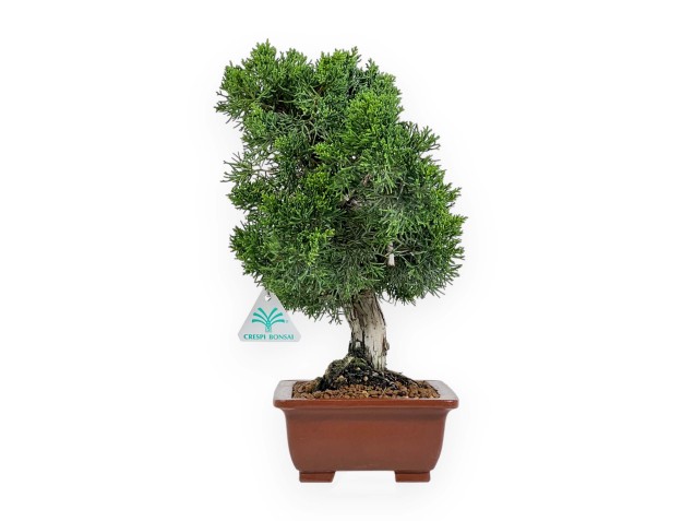Juniperus Chinensis - Enebro - 34 cm 2