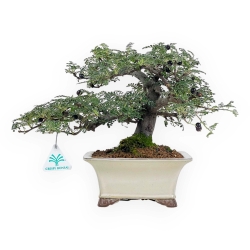 Osteomeles Anthyllidifolia - 27 cm