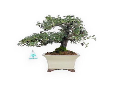 Osteomeles Anthyllidifolia - 27 cm