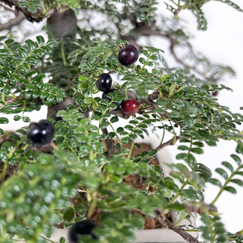 Osteomeles Anthyllidifolia - 27 cm