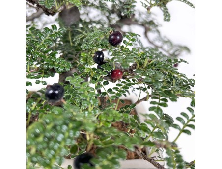 Osteomeles Anthyllidifolia - 27 cm