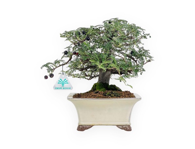 Osteomeles Anthyllidifolia - 27 cm 2