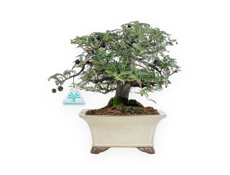 Osteomeles Anthyllidifolia - 27 cm