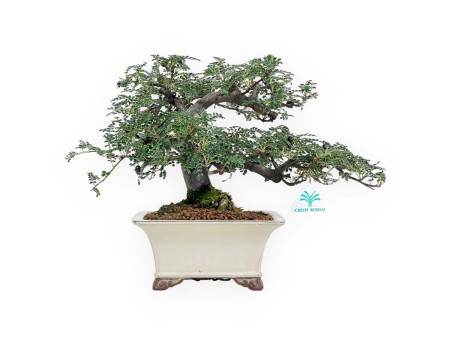 Osteomeles Anthyllidifolia - 27 cm