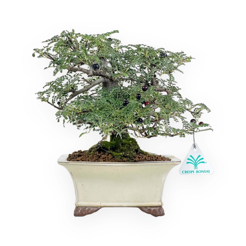 Osteomeles Anthyllidifolia - 27 cm
